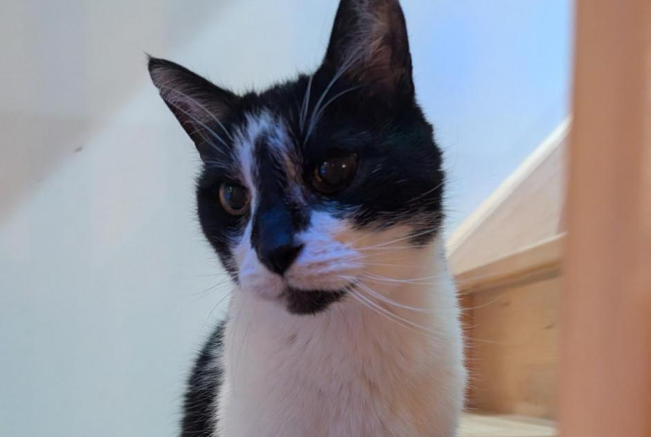 Alerta desaparecimento Gato cruzamento  Macho , 15 anos Hem France
