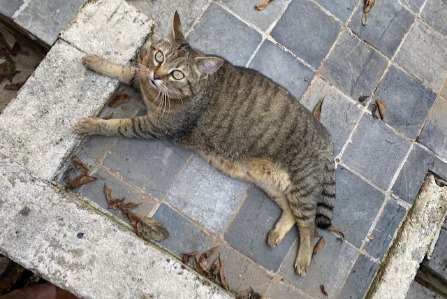 Alerta desaparecimento Gato  Fêmea , 7 anos Rillieux-la-Pape France