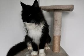 Alerta desaparecimento Gato  Fêmea , 2 anos Écot France