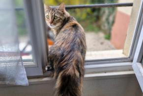 Alerta descoberta Gato cruzamento  Fêmea , 2 anos Bourg-en-Bresse France