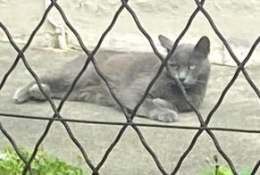 Alerta descoberta Gato Desconhecido Toulouse France