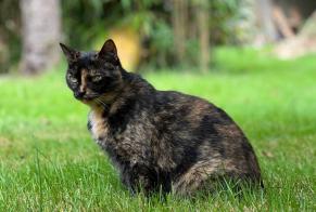 Alerta desaparecimento Gato Fêmea , 9 anos Saint-Junien France