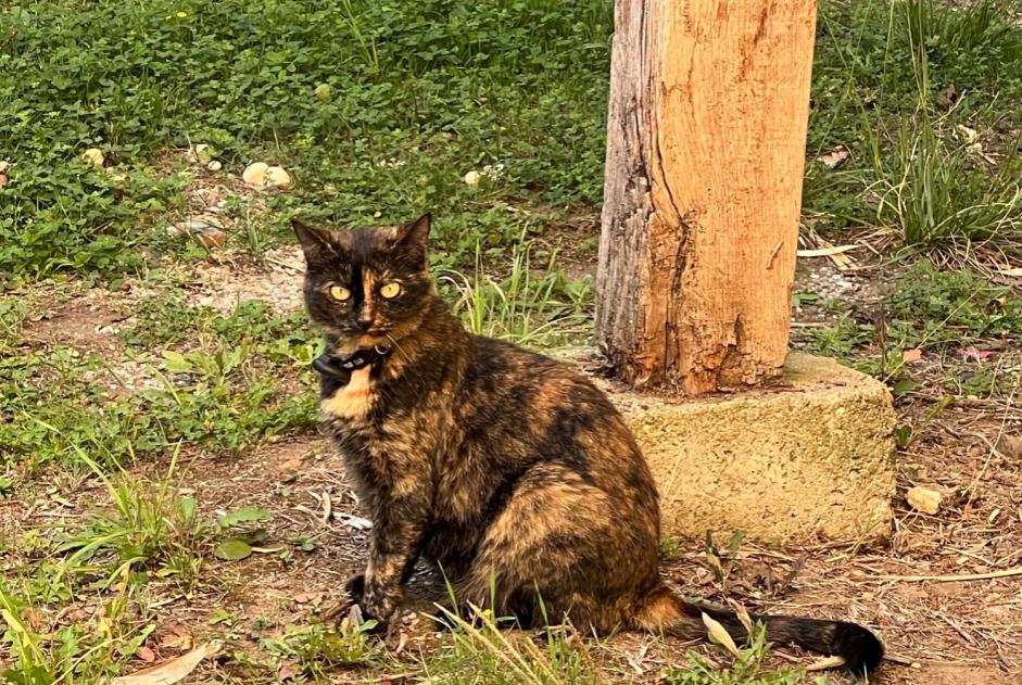 Alerta desaparecimento Gato Fêmea , 9 anos Saint-Junien France