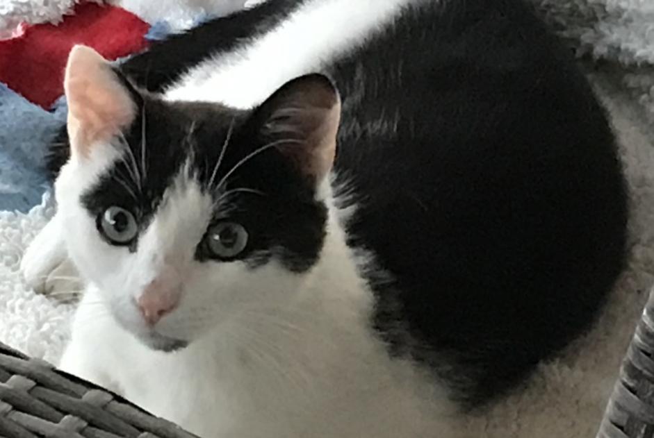 Alerta descoberta Gato Macho Beausemblant France