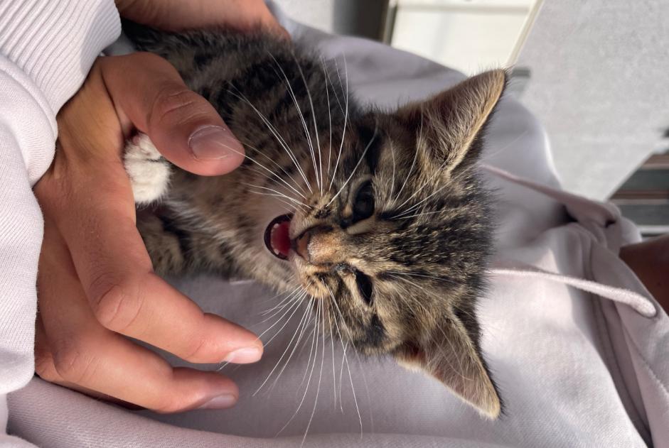Alerta descoberta Gato Macho , Entre 1 e 3 meses Épinal France