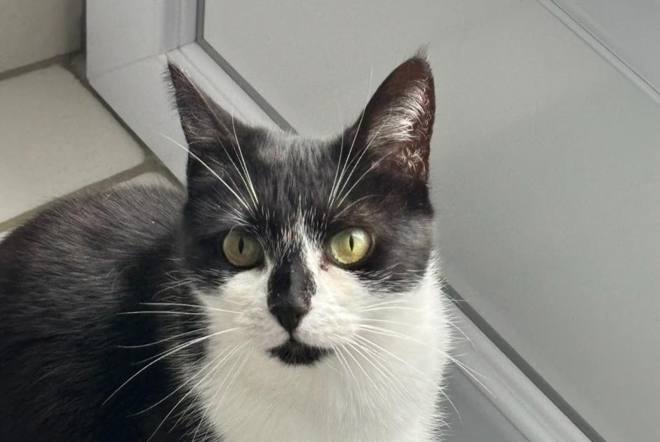 Alerta desaparecimento Gato Fêmea , 6 anos Limoges France