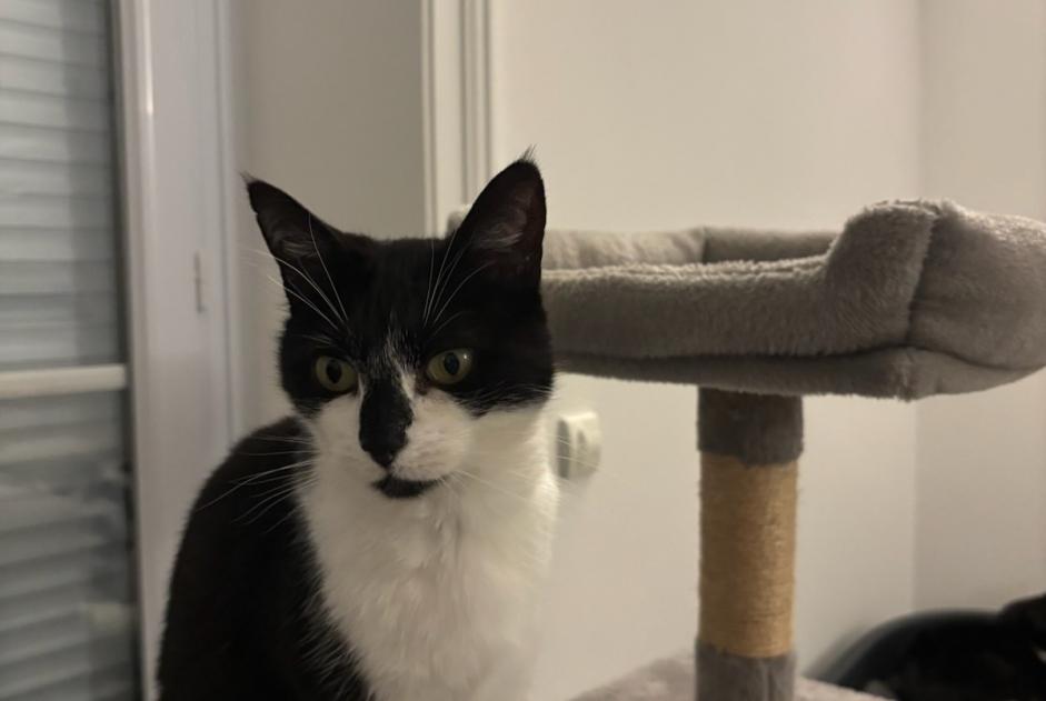 Alerta desaparecimento Gato Fêmea , 6 anos Limoges France