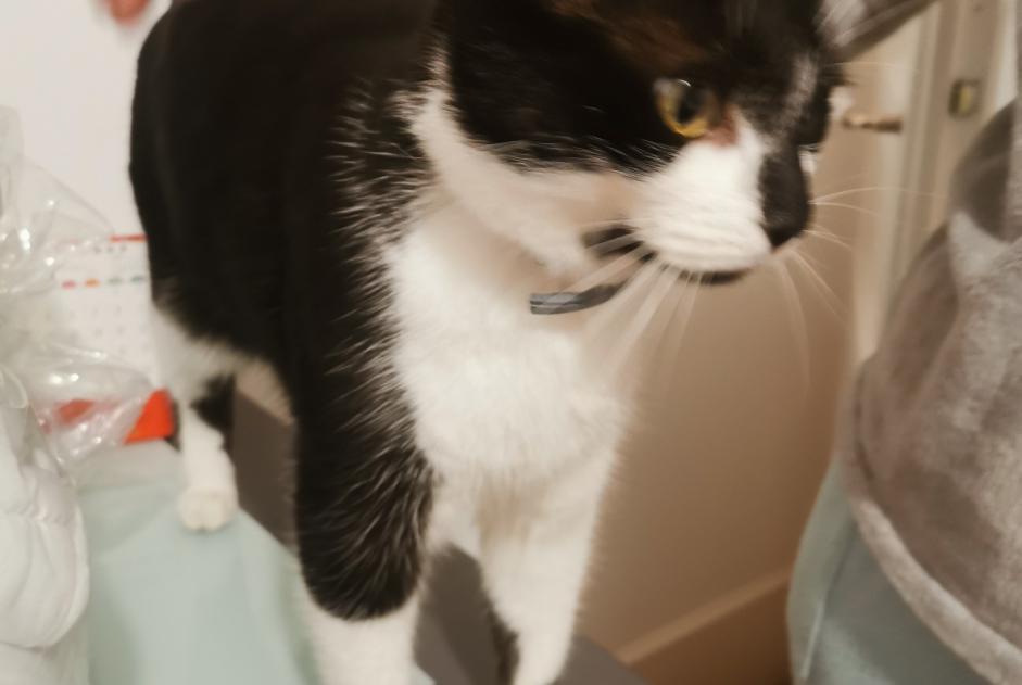 Alerta desaparecimento Gato Fêmea , 6 anos Limoges France