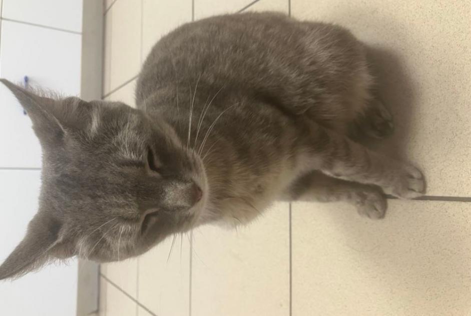 Alerta descoberta Gato Fêmea Rennes France