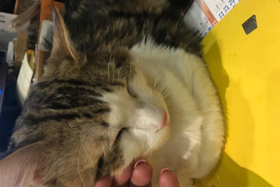 Alerta desaparecimento Gato cruzamento  Macho , 3 anos Lherm France