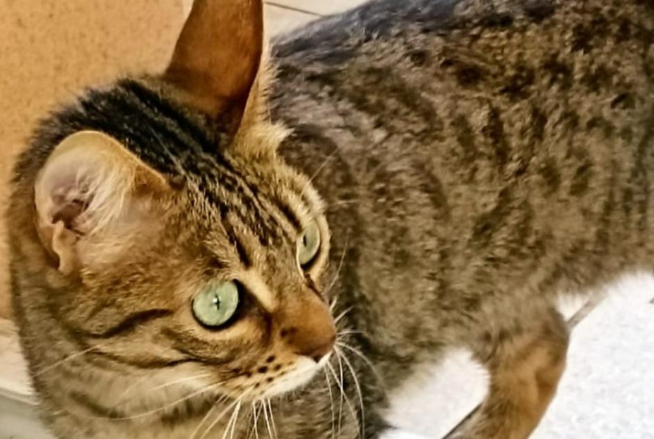 Alerta desaparecimento Gato Fêmea , 5 anos Gardanne France