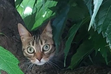 Alerta desaparecimento Gato Fêmea , 5 anos Gardanne France