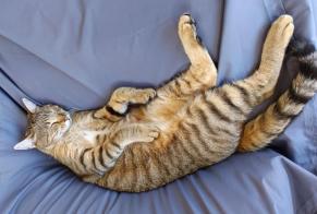 Alerta desaparecimento Gato cruzamento  Macho , 2 anos Saint-Méloir-des-Ondes France