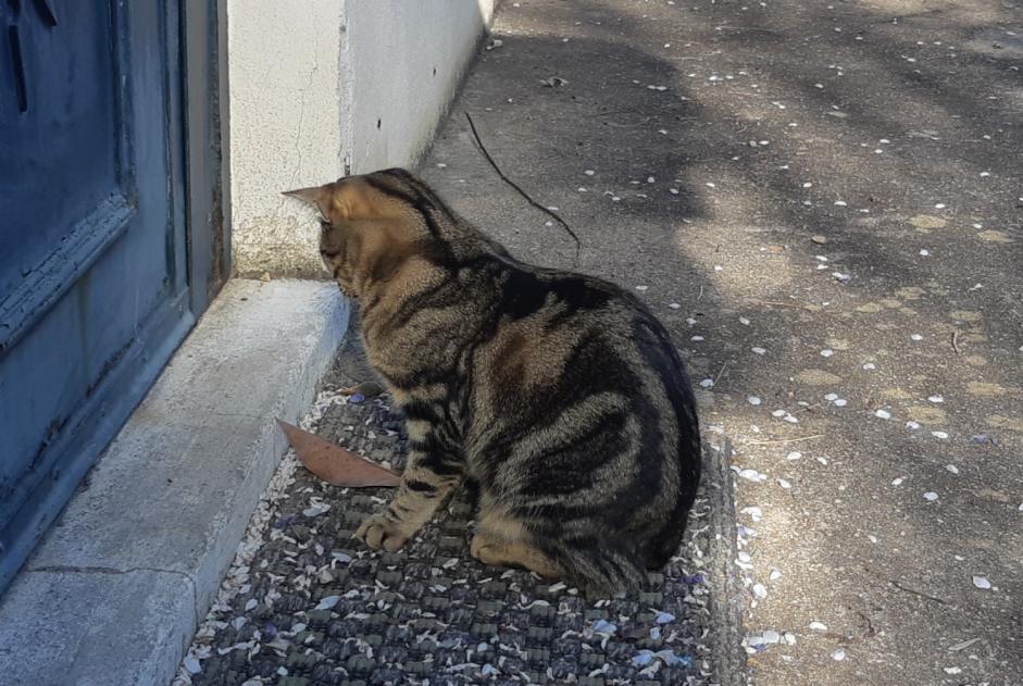 Alerta desaparecimento Gato cruzamento  Fêmea , 1 anos Vernaison France