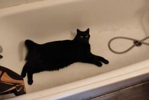 Alerta desaparecimento Gato Macho , 4 anos Passy France