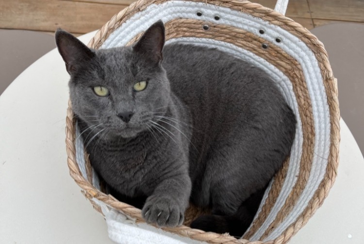 Alerta desaparecimento Gato Macho , 12 anos Saint-Estève France