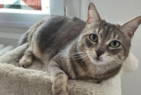 Alerta desaparecimento Gato Fêmea , 4 anos Lyon France