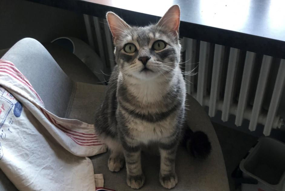 Alerta desaparecimento Gato Fêmea , 4 anos Lyon France