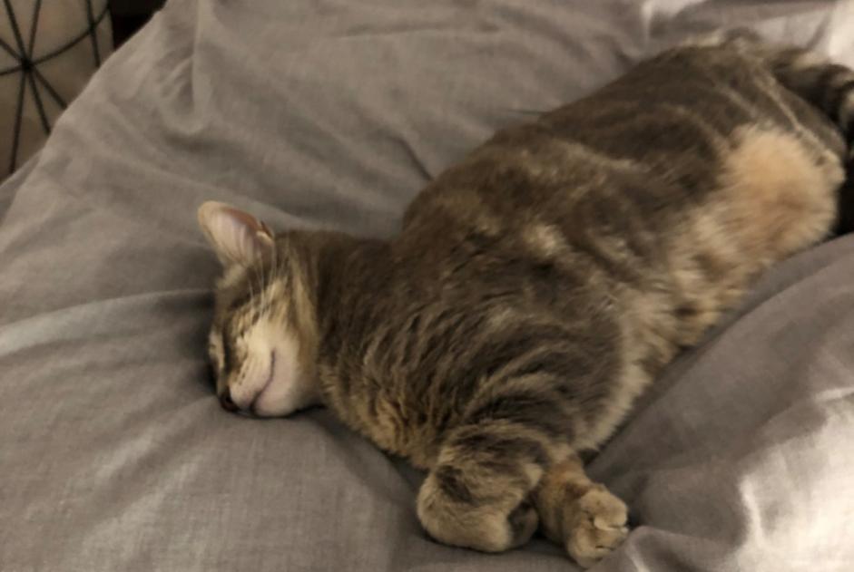 Alerta desaparecimento Gato Fêmea , 4 anos Lyon France