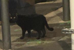 Alerta desaparecimento Gato Macho , 3 anos Marseille France