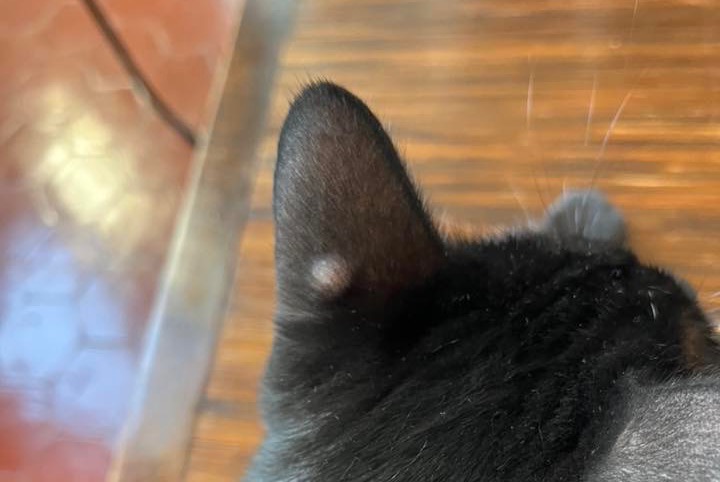 Alerta desaparecimento Gato Macho , 3 anos Marseille France