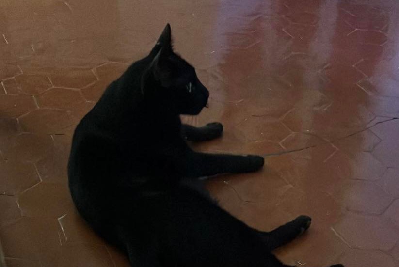Alerta desaparecimento Gato Macho , 3 anos Marseille France