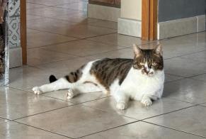 Alerta desaparecimento Gato  Fêmea , 6 anos Sarralbe France