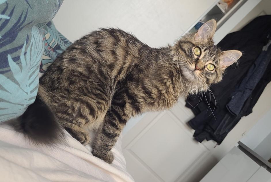 Alerta desaparecimento Gato  Macho , 0 anos Saint-Chély-d'Apcher France