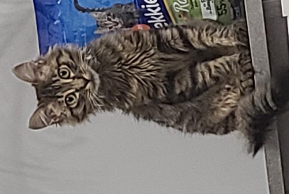 Alerta desaparecimento Gato  Macho , 0 anos Saint-Chély-d'Apcher France