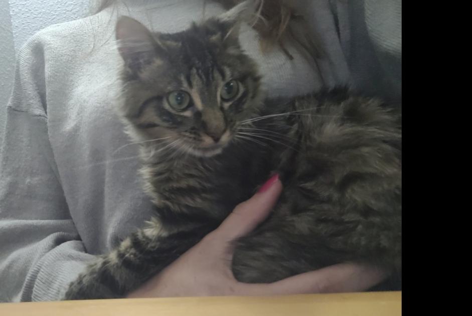 Alerta desaparecimento Gato  Macho , 0 anos Saint-Chély-d'Apcher France