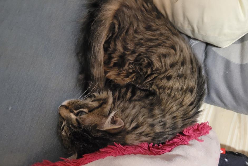 Alerta desaparecimento Gato  Macho , 0 anos Saint-Chély-d'Apcher France