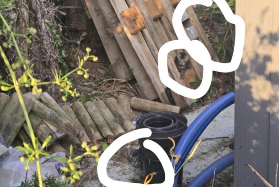 Alerta descoberta Gato Fêmea Erdre-en-Anjou France