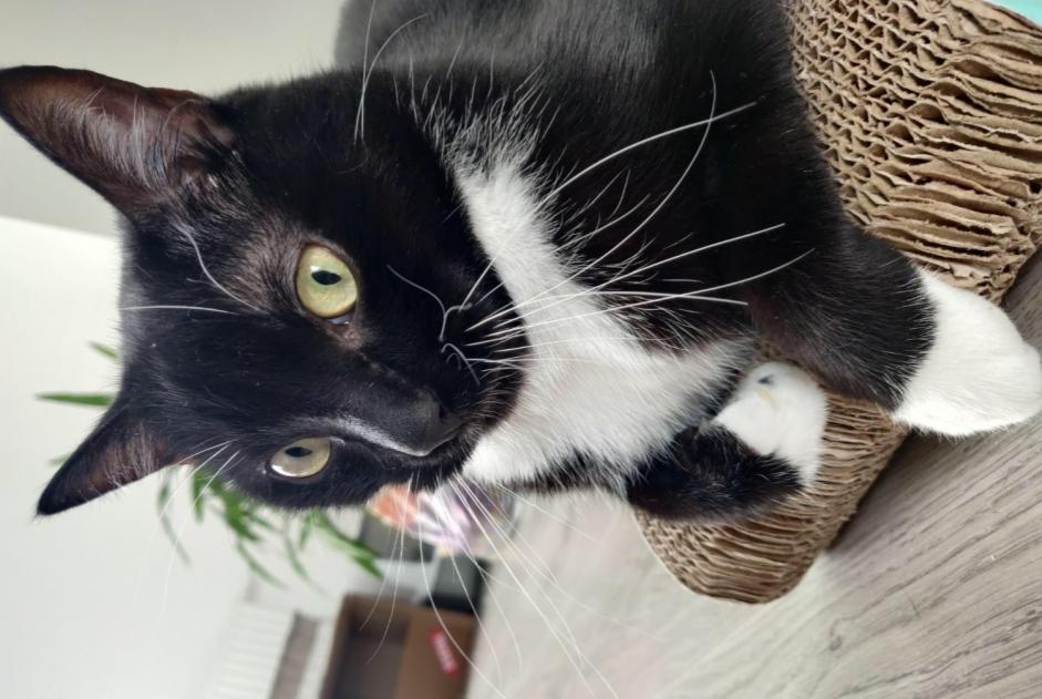 Alerta desaparecimento Gato Macho , 10 anos Bouguenais France