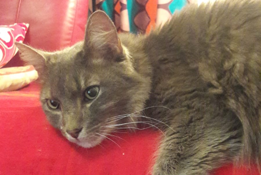 Alerta desaparecimento Gato cruzamento  Macho , 15 anos Trédarzec France