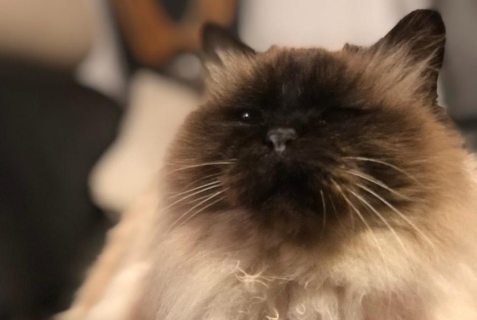 Alerta desaparecimento Gato  Fêmea , 10 anos Le Grau-du-Roi France