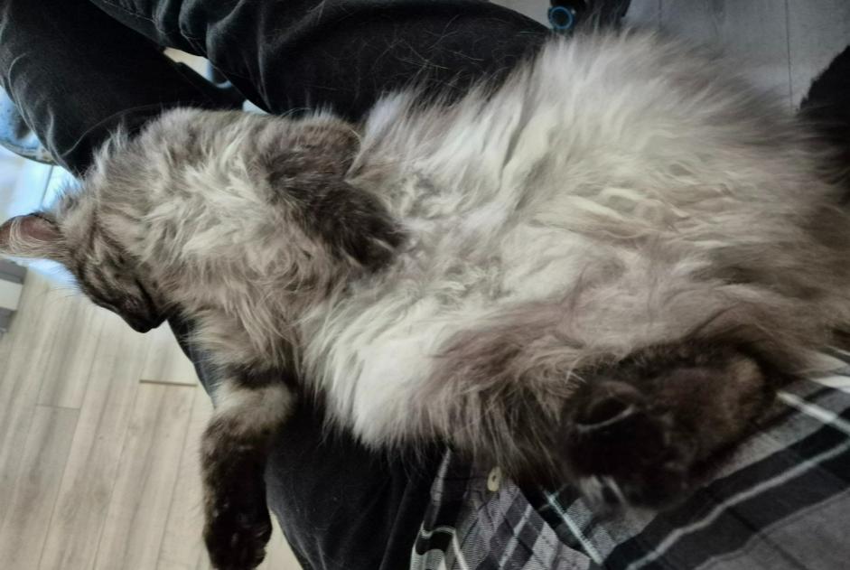 Alerta desaparecimento Gato  Fêmea , 1 anos Belfort France