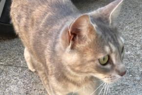 Alerta descoberta Gato Desconhecido Uzès France