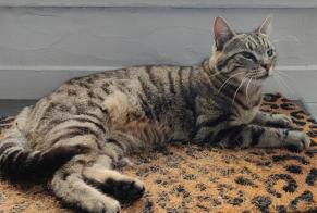 Alerta descoberta Gato  Fêmea Le Mans France
