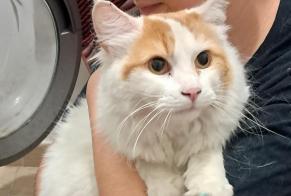 Alerta descoberta Gato Desconhecido Talence France