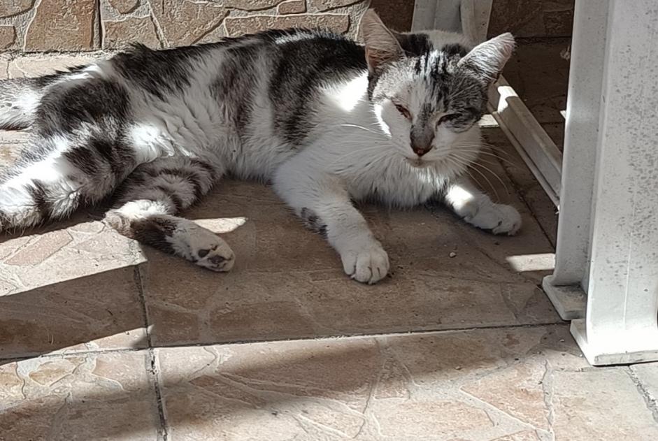 Alerta descoberta Gato Desconhecido Mainxe-Gondeville France