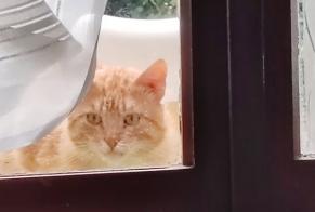 Alerta descoberta Gato Desconhecido Saint-Didier-sur-Chalaronne France
