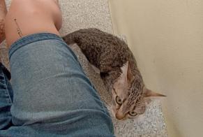 Alerta descoberta Gato Fêmea Lorient France