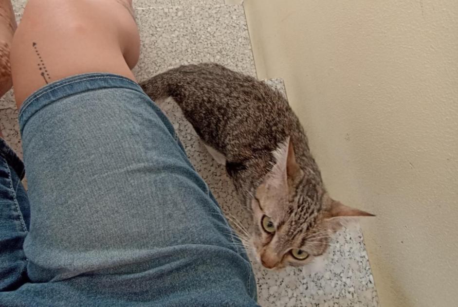 Alerta descoberta Gato Fêmea Lorient France