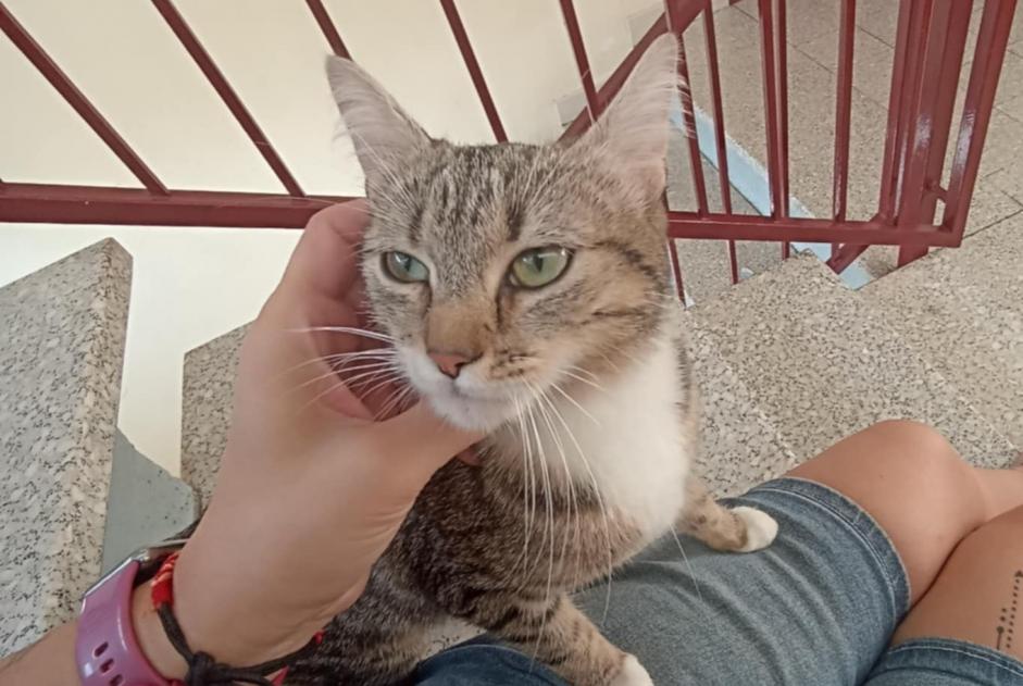 Alerta descoberta Gato Fêmea Lorient France