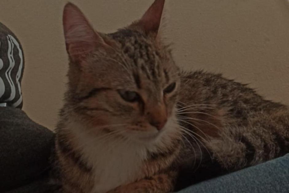 Alerta descoberta Gato Fêmea Lorient France