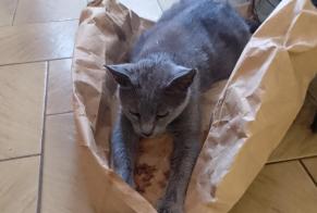 Alerta descoberta Gato Fêmea Bréhan France