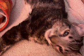 Alerta descoberta Gato  Macho Gleizé France