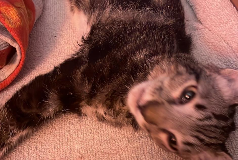 Alerta descoberta Gato  Macho Gleizé France