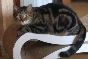 Alerta desaparecimento Gato  Macho , 5 anos Aix-en-Provence France