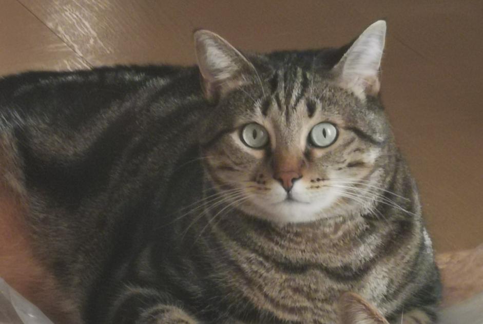 Alerta desaparecimento Gato  Macho , 5 anos Aix-en-Provence France